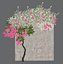 Bougainvillea 1