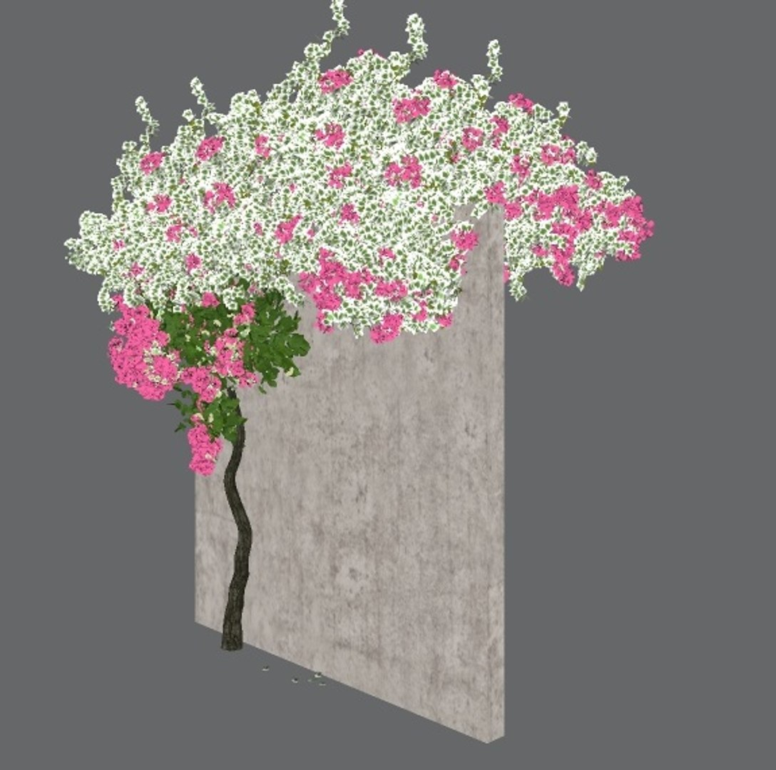 bougainvillea 1 3D model https://p.turbosquid.com/ts-thumb/yx/vGRIQB/I6qDK139/previewimageset2/jpg/1598703800/1920x1080/fit_q87/a1005969ca6fbc255e0af19112797986e2176c8e/previewimageset2.jpg