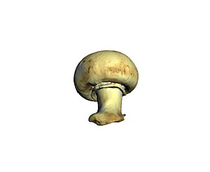 obj champignon mushroom