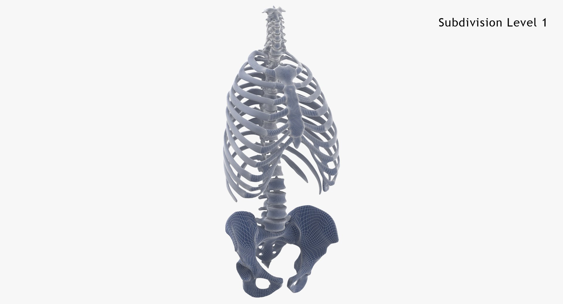 3D real human rib cage - TurboSquid 1637728