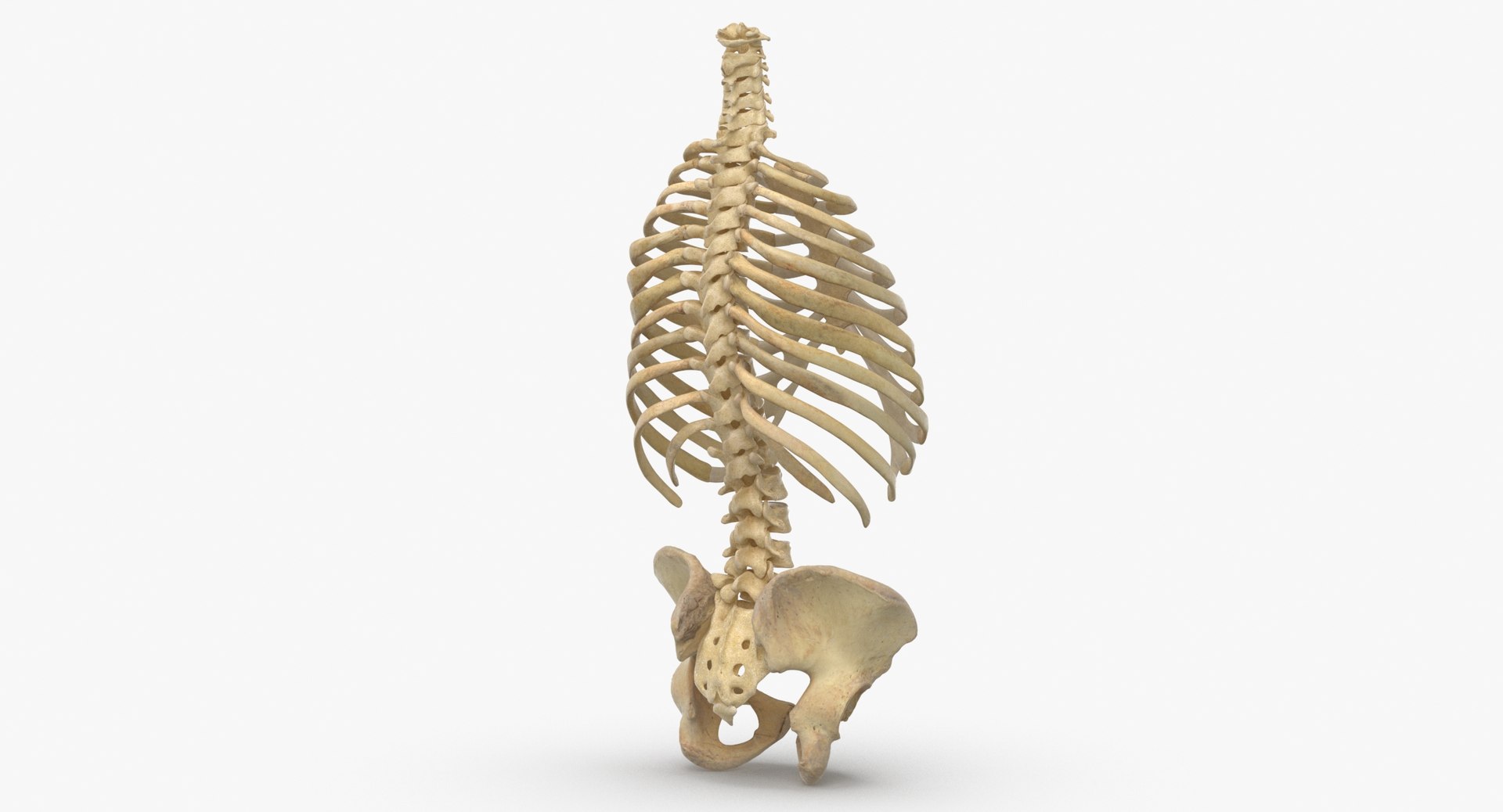 3D real human rib cage - TurboSquid 1637728