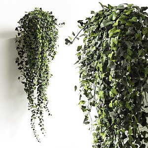 Hedera helix wonder long