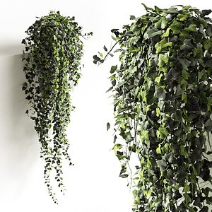 Hedera helix wonder long