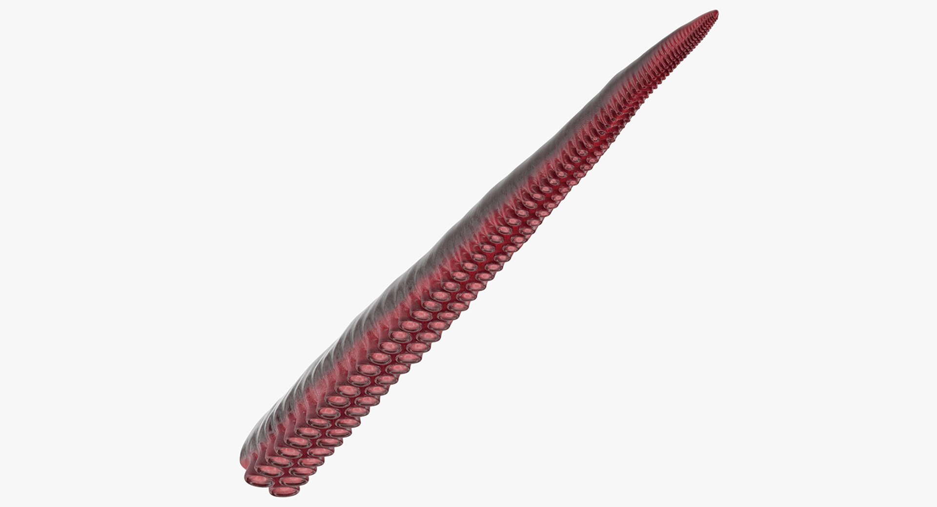 Tentacle 3D model preview