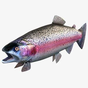 Rainbow Trout
