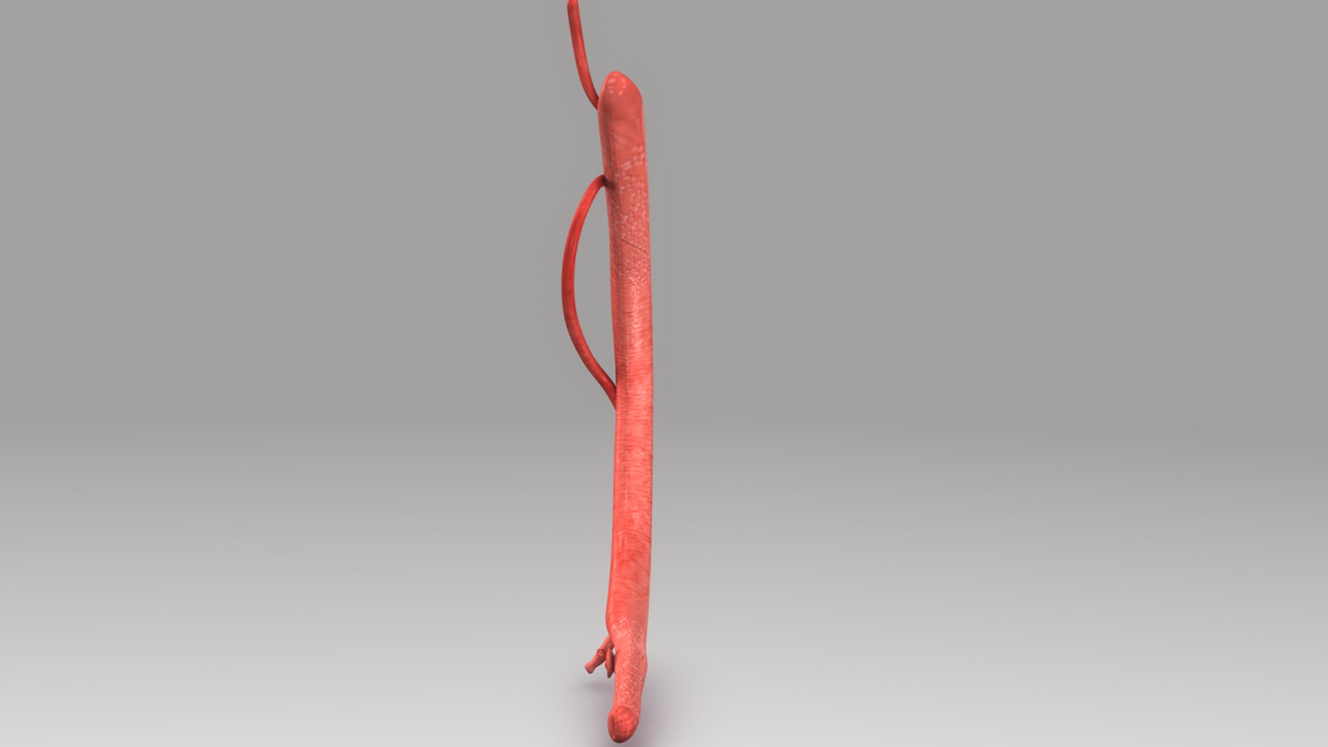 schistosoma 3d model https://p.turbosquid.com/ts-thumb/yz/4V8url/879jKW5q/b0448schistosoma_closeup.0001/jpg/1475750217/1920x1080/fit_q87/92d8571222f60a64556ed25c37ca0de5e01528fc/b0448schistosoma_closeup.0001.jpg
