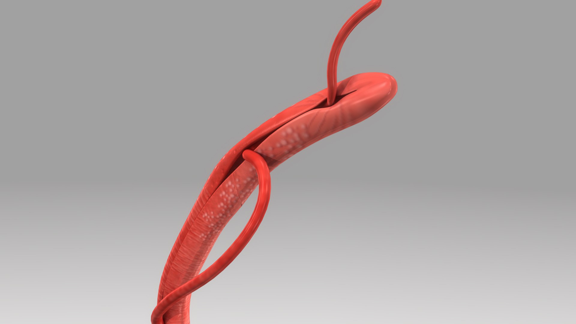 schistosoma 3d model https://p.turbosquid.com/ts-thumb/yz/4V8url/Bd7VP6AM/b0448schistosoma_perspective.0001/jpg/1475750217/1920x1080/fit_q87/98d951dec0634e7412efdea08fc711dc84f0f5e5/b0448schistosoma_perspective.0001.jpg