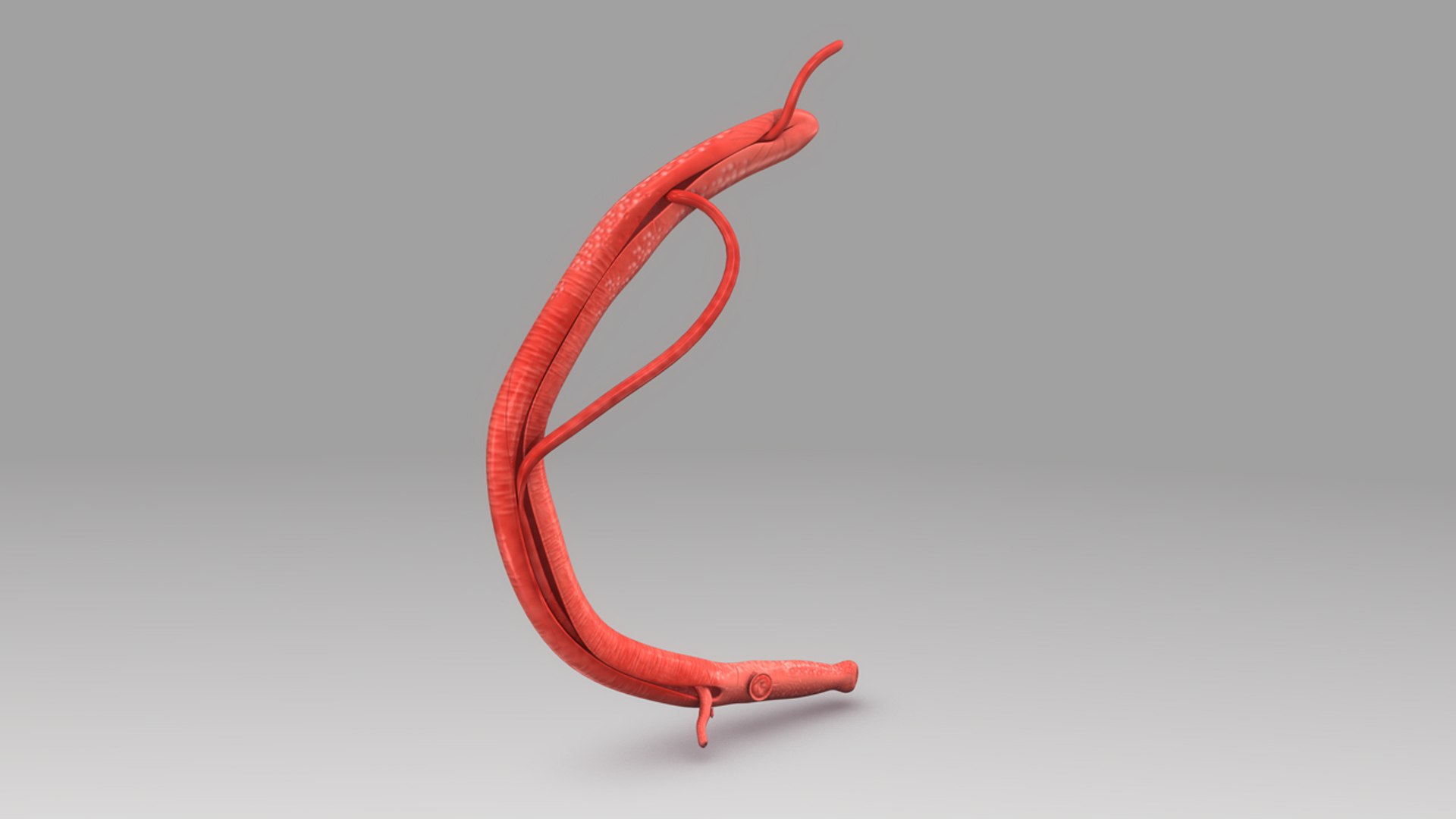 schistosoma 3d model https://p.turbosquid.com/ts-thumb/yz/4V8url/SDj4s163/b0448schistosoma_back.0001/jpg/1475750217/1920x1080/fit_q87/aa60a3e345b19f2854eb768ad7c7108da78ec416/b0448schistosoma_back.0001.jpg