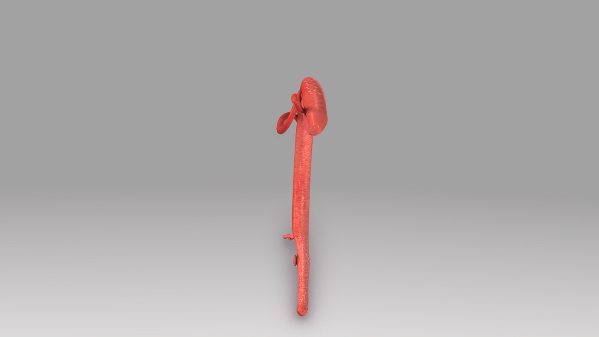 schistosoma 3d model https://p.turbosquid.com/ts-thumb/yz/4V8url/jcbmbikb/b0448schistosoma_top.0001/jpg/1475750217/1920x1080/fit_q87/5c5c736dc5d75f800189c9036074ea34d9e58cd0/b0448schistosoma_top.0001.jpg