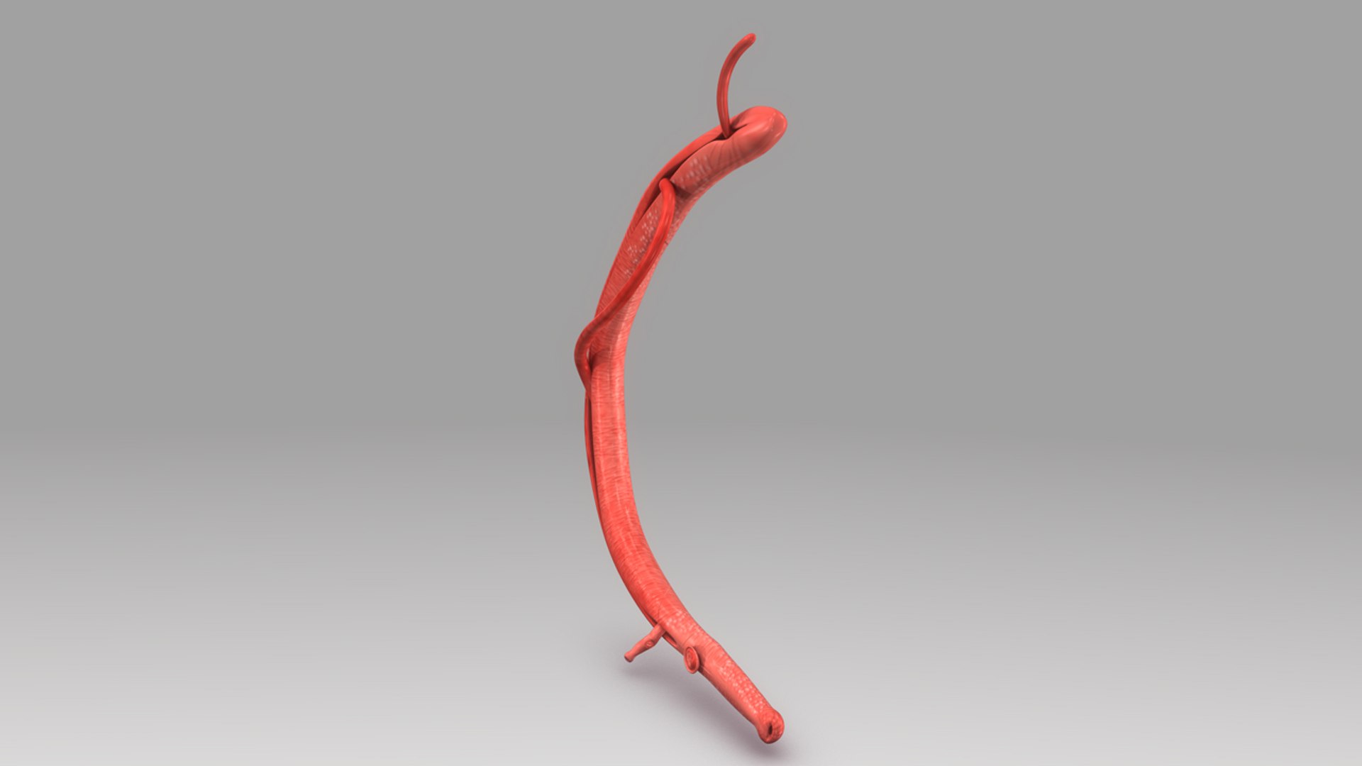 schistosoma 3d model https://p.turbosquid.com/ts-thumb/yz/4V8url/vuBTjyIT/b0448schistosoma_front.0001/jpg/1475750217/1920x1080/fit_q87/7345a106d7b7b5610d2a41ef7dc0c7ab50e82678/b0448schistosoma_front.0001.jpg
