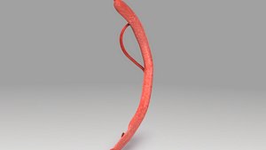 Schistosoma