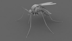 mosquito model