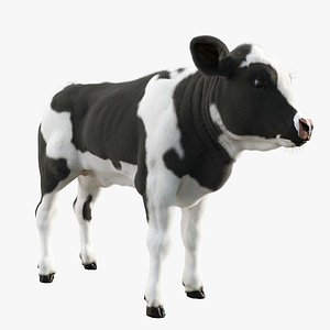 Dairy Calf 3D model