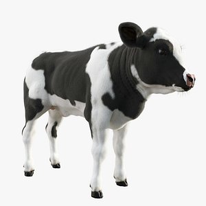 Dairy Calf