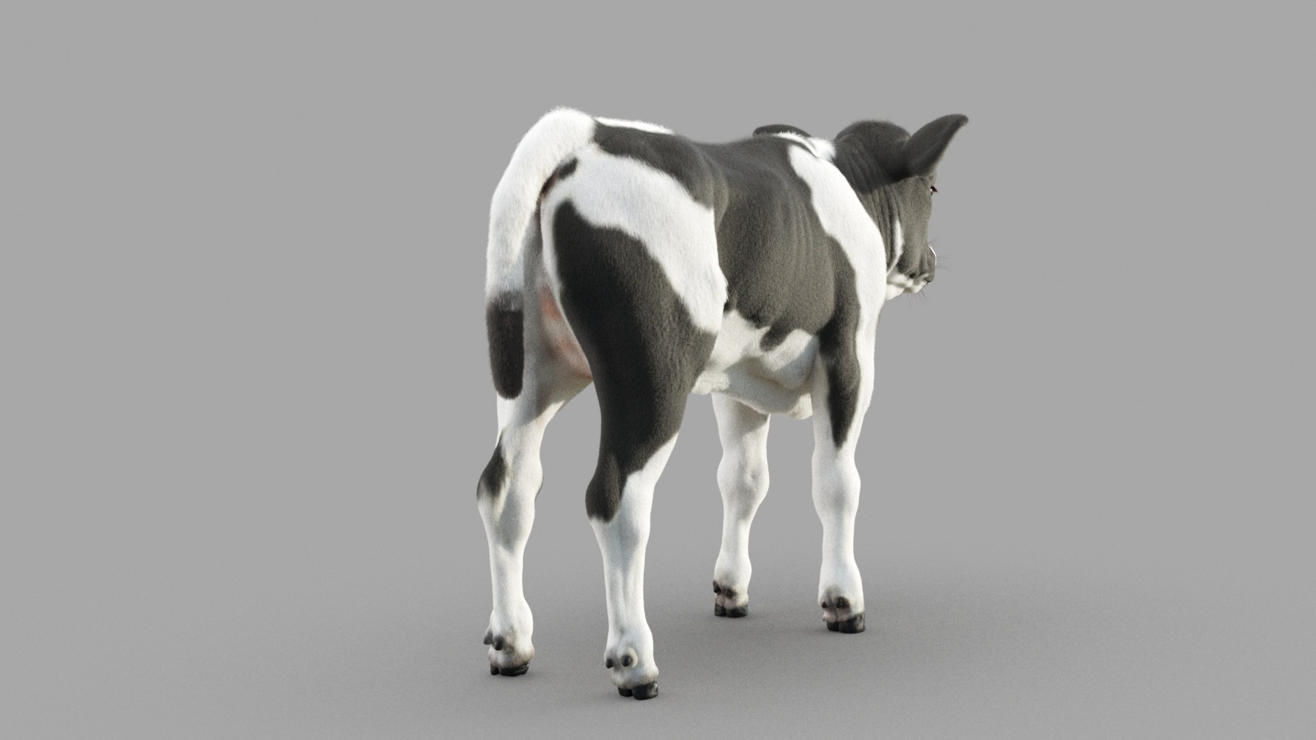 Dairy Calf 3D model https://p.turbosquid.com/ts-thumb/yz/FpxQnR/2P/c_0015/jpg/1634928480/1920x1080/fit_q87/4d1ad09b093e1443d67bea40fa443fd1c5836ea0/c_0015.jpg