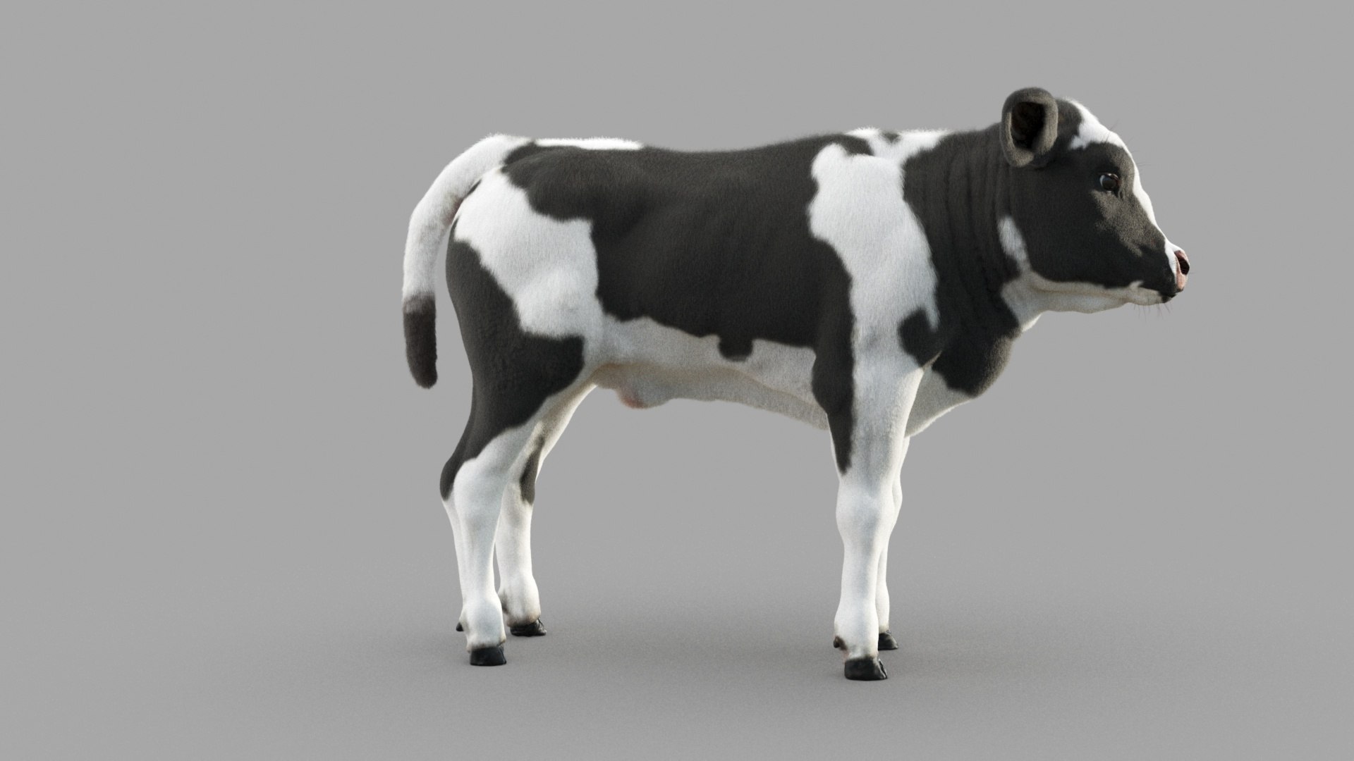 Dairy Calf 3D model https://p.turbosquid.com/ts-thumb/yz/FpxQnR/4v/c_0010/jpg/1634928480/1920x1080/fit_q87/e8a7aab2778309785c78cdcc84ea956c60423441/c_0010.jpg