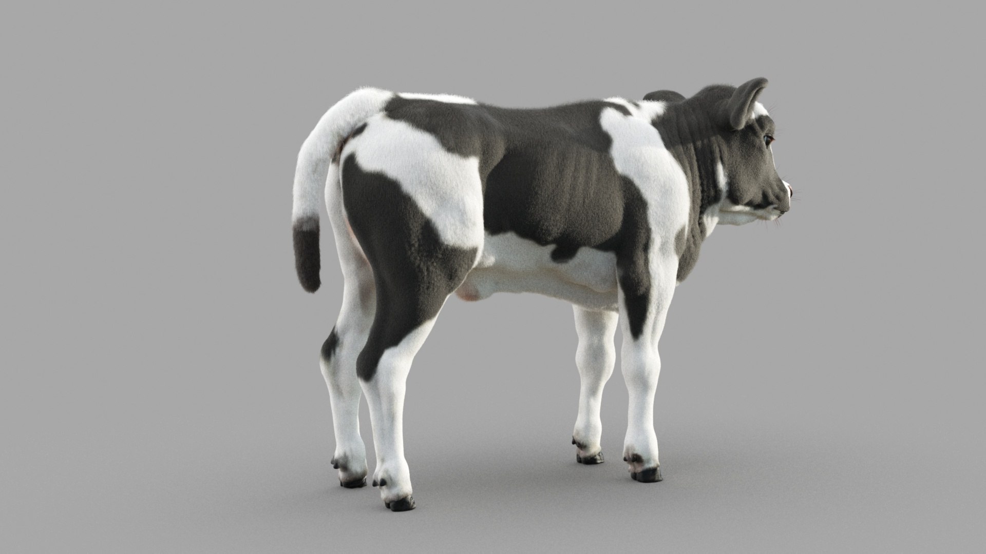 Dairy Calf 3D model https://p.turbosquid.com/ts-thumb/yz/FpxQnR/Aq/c_0013/jpg/1634928480/1920x1080/fit_q87/561c8882adc684c9b865000deb4b7718c623009a/c_0013.jpg