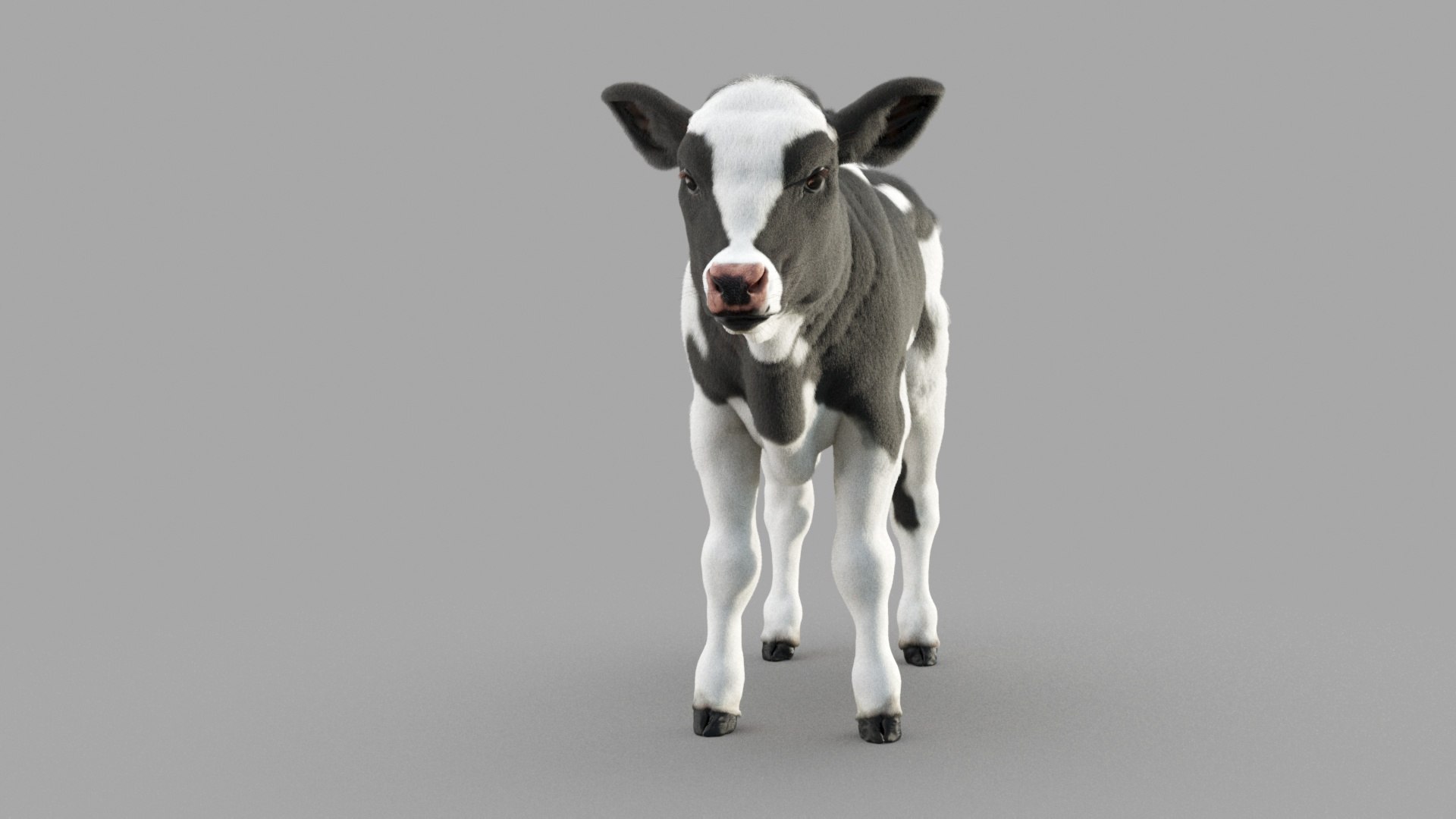 Dairy Calf 3D model https://p.turbosquid.com/ts-thumb/yz/FpxQnR/Ch/c_0003/jpg/1634928478/1920x1080/fit_q87/84b5db7028c6b1e4d6a148fe861024399a56d7ea/c_0003.jpg