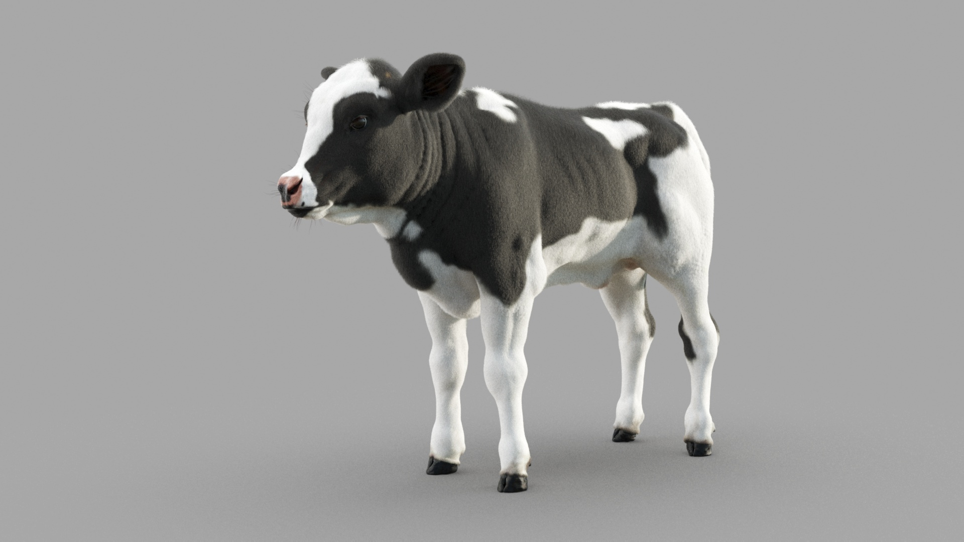 Dairy Calf 3D model https://p.turbosquid.com/ts-thumb/yz/FpxQnR/Pg/c/jpg/1634928292/1920x1080/turn_fit_q99/98dd28f9b2d3038fcec984844d4bc30ac4c86873/c-1.jpg