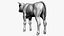 Dairy Calf