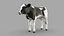 Dairy Calf