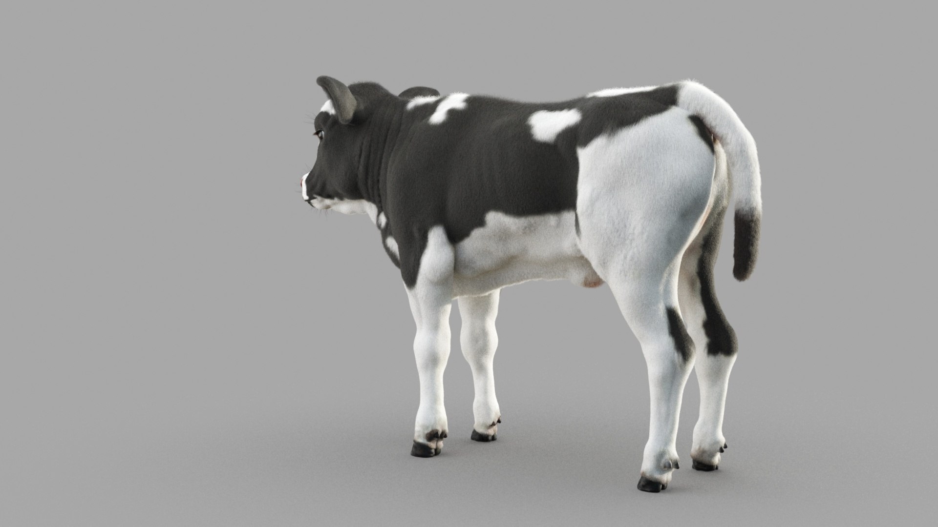 Dairy Calf 3D model https://p.turbosquid.com/ts-thumb/yz/FpxQnR/qJ/c_0022/jpg/1634928480/1920x1080/fit_q87/58ffff25f6bd3fe3f2cbcc3f34d4eb14ef78c33f/c_0022.jpg