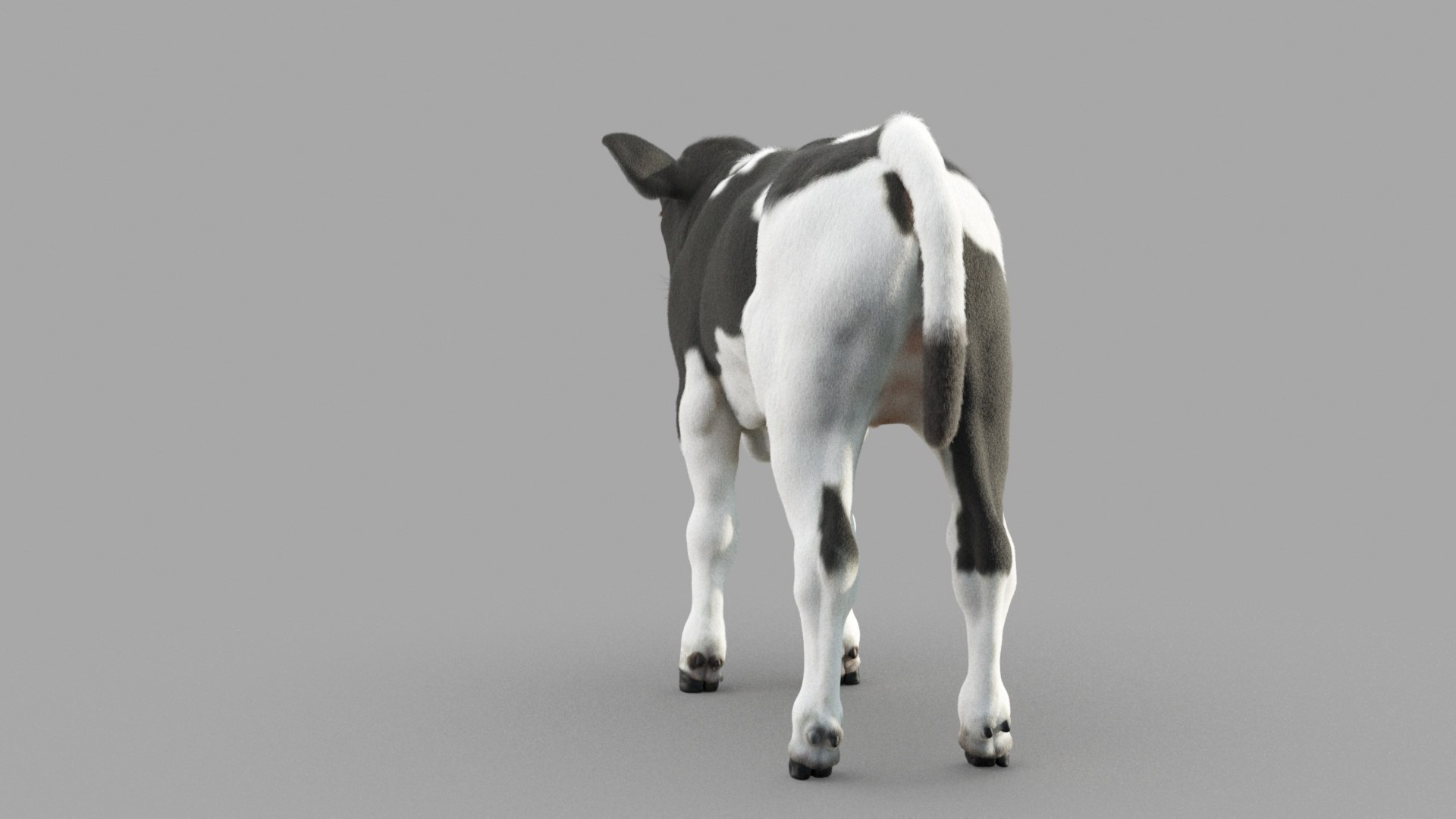 Dairy Calf 3D model https://p.turbosquid.com/ts-thumb/yz/FpxQnR/tp/c_0019/jpg/1634928480/1920x1080/fit_q87/98401db24182fe8f457fd2f17a32319d52084a8b/c_0019.jpg