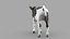 Dairy Calf