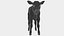 Dairy Calf