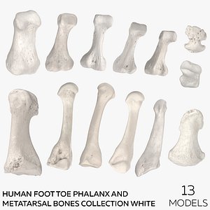 Human Foot Toe Phalanx and Metatarsal Bones Collection White - 13 models
