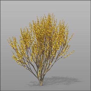 3d model forsythia shrubs ornamental