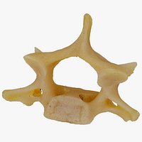 Kangaroo (Macropus) Cervical Vertebrae C5 RAW Scan