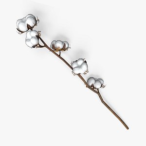 Cotton Branch  model