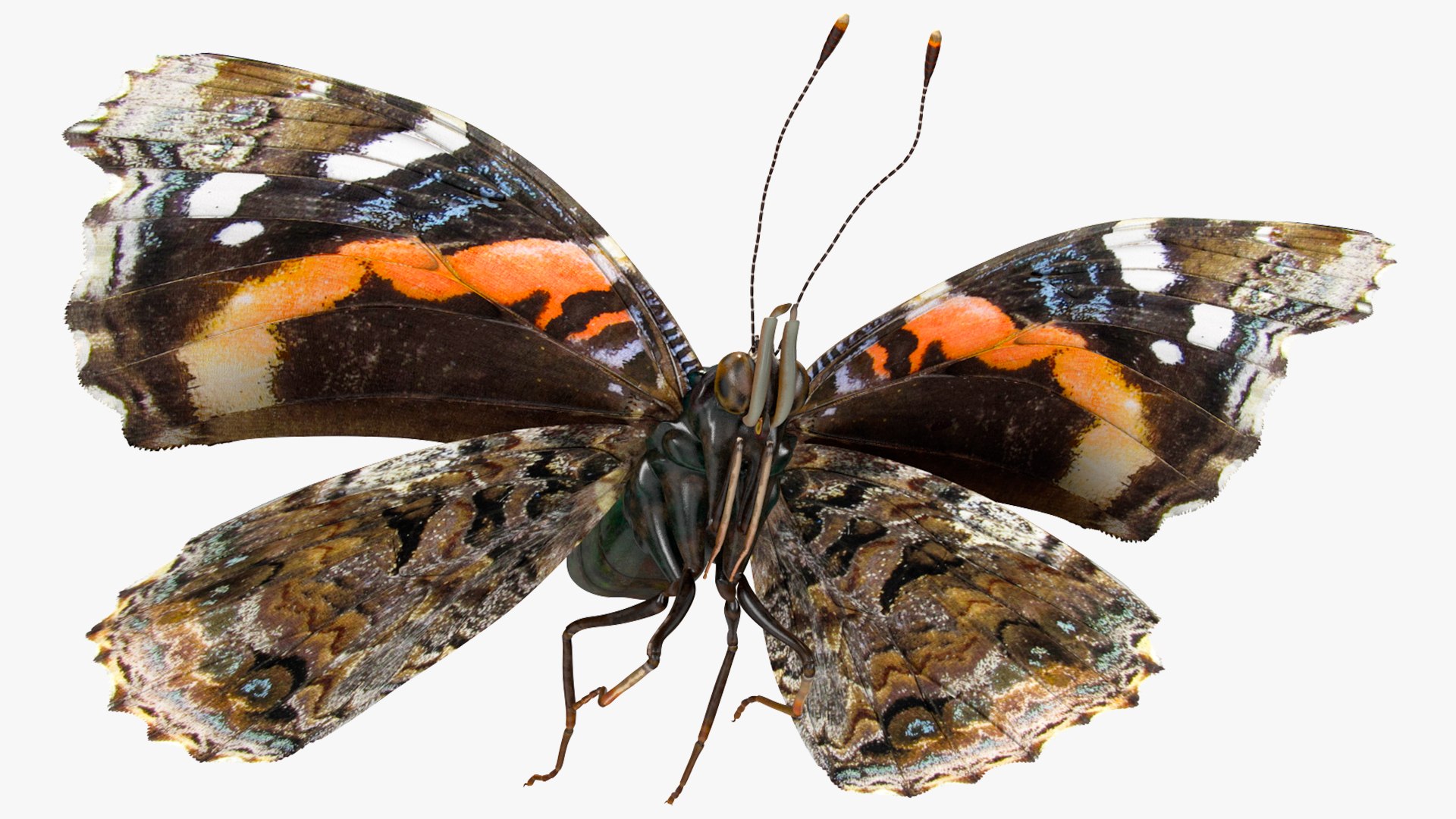 Animated Flight Red Admirable Butterfly Rigged for Maya model https://p.turbosquid.com/ts-thumb/z0/6EVfZm/58/animatedflightredadmirablebutterflyrigged3dsmodel004/jpg/1627484625/1920x1080/fit_q87/5f46d6c334300f576da25f4d2219fba09a90561c/animatedflightredadmirablebutterflyrigged3dsmodel004.jpg