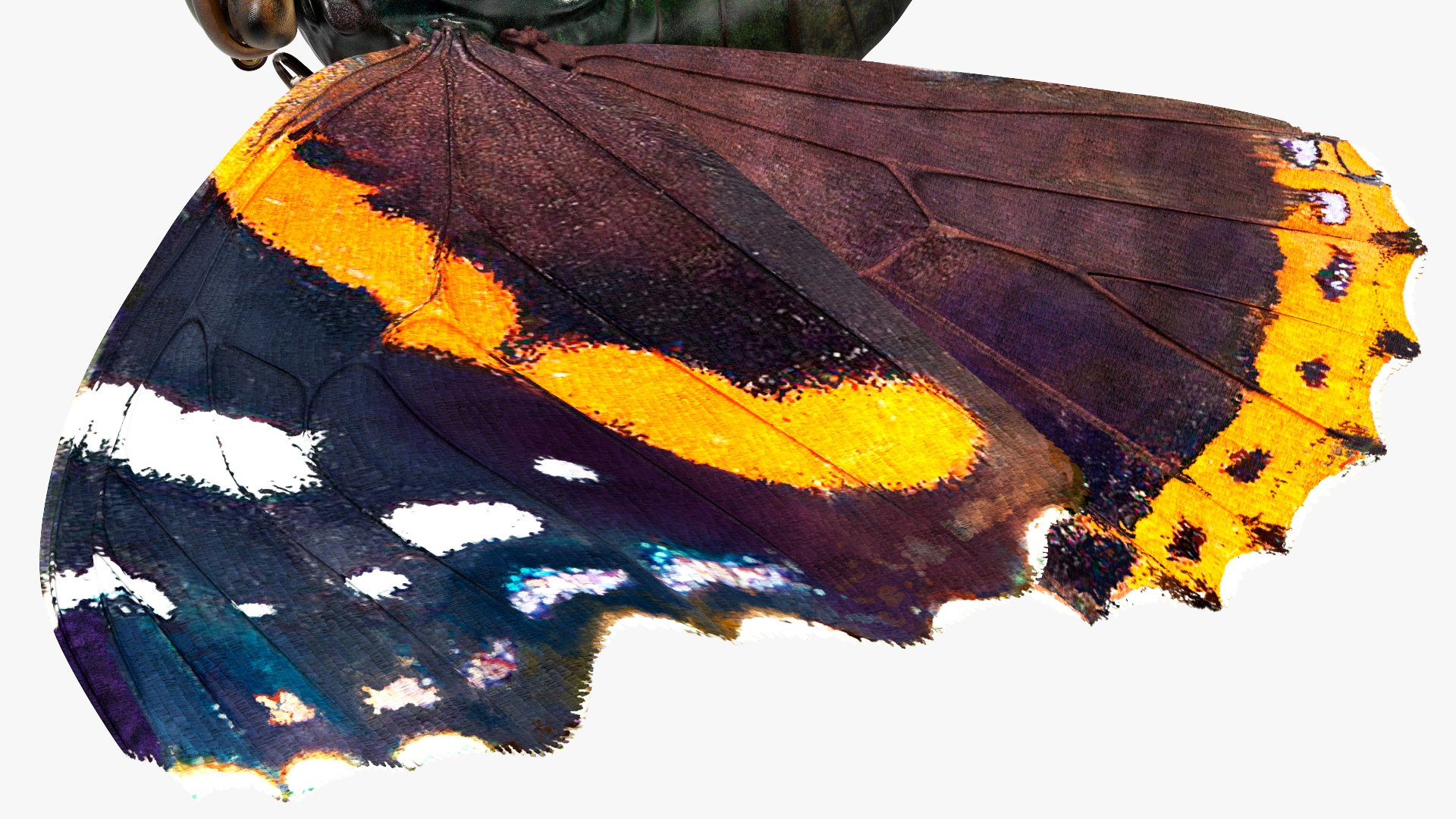 Animated Flight Red Admirable Butterfly Rigged for Maya model https://p.turbosquid.com/ts-thumb/z0/6EVfZm/N2/animatedflightredadmirablebutterflyrigged3dsmodel010/jpg/1627484645/1920x1080/fit_q87/f393a5c3d89010059e6fd89af7ff3b192dab9d78/animatedflightredadmirablebutterflyrigged3dsmodel010.jpg