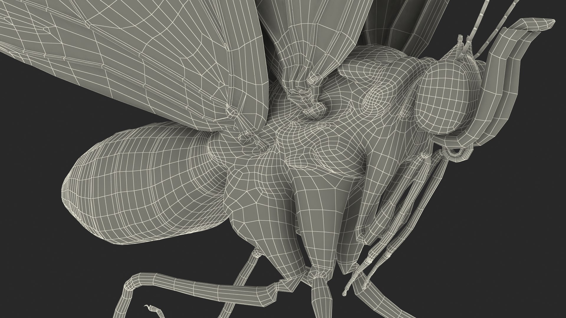 Animated Flight Red Admirable Butterfly Rigged for Maya model https://p.turbosquid.com/ts-thumb/z0/6EVfZm/WE/animatedflightredadmirablebutterflyrigged3dsmodel022/jpg/1627484678/1920x1080/fit_q87/b3d8ff0a63c753eb5ca531f844ddd61232a97216/animatedflightredadmirablebutterflyrigged3dsmodel022.jpg