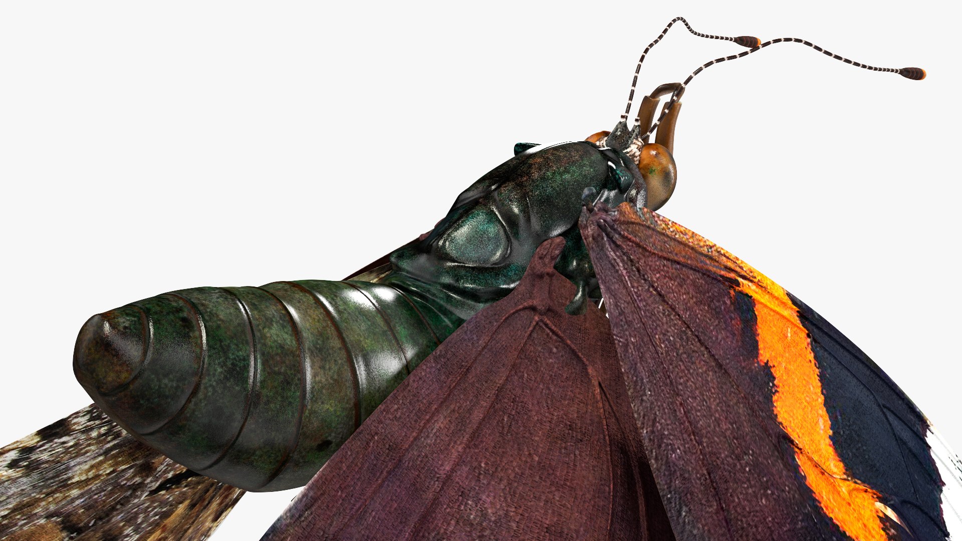 Animated Flight Red Admirable Butterfly Rigged for Maya model https://p.turbosquid.com/ts-thumb/z0/6EVfZm/ai/animatedflightredadmirablebutterflyrigged3dsmodel007/jpg/1627484634/1920x1080/fit_q87/9fbde41153c78a8440301cb26fc5ed7cf2da2b88/animatedflightredadmirablebutterflyrigged3dsmodel007.jpg