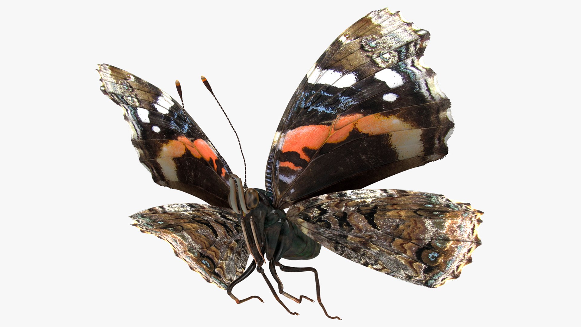 Animated Flight Red Admirable Butterfly Rigged for Maya 3D model preview