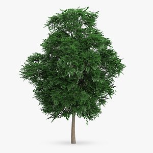 swedish whitebeam tree 8 3d model