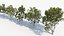 Lacebark pine Pinus bungeana 3D Model