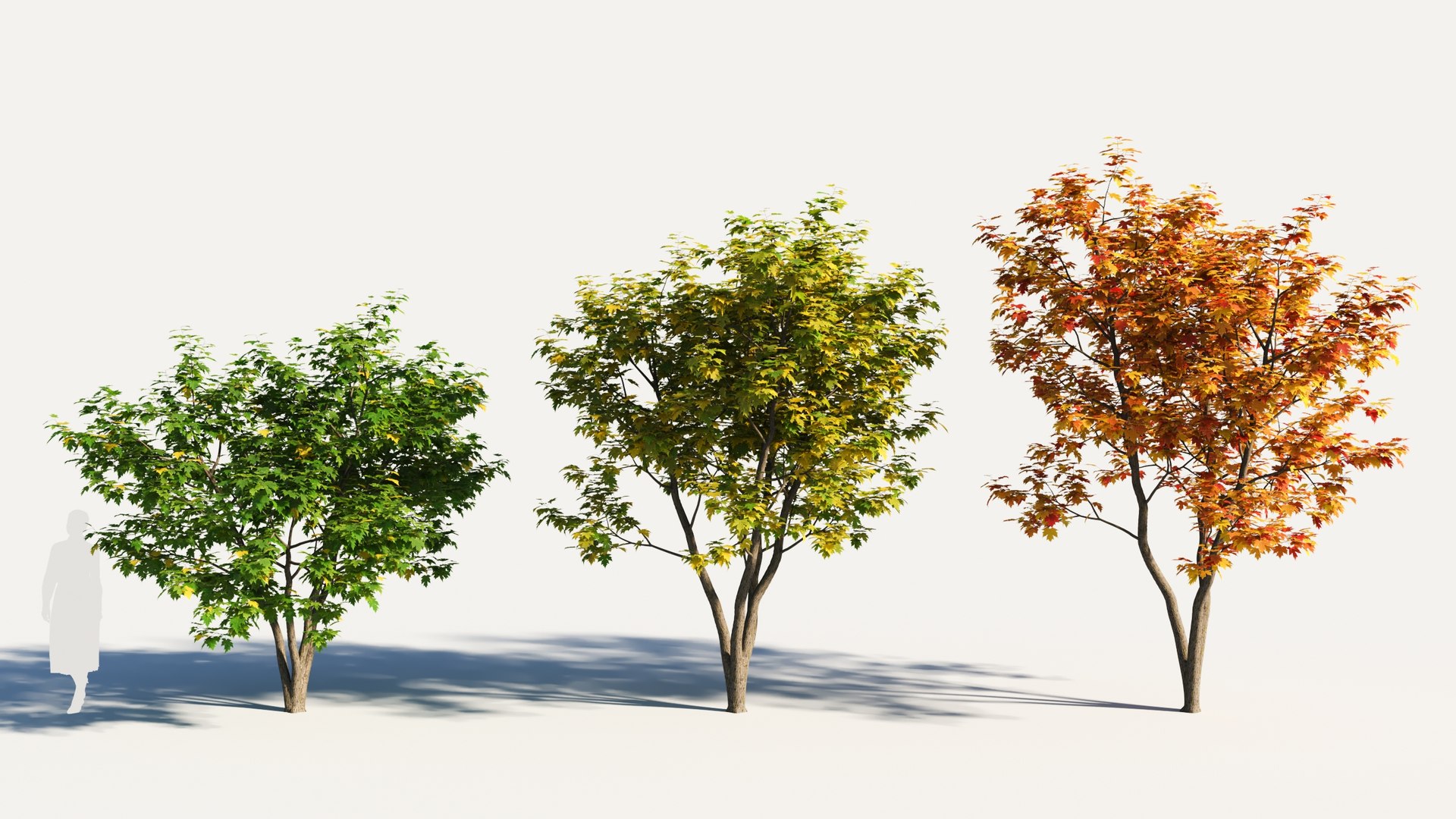 Acer x freemanii-5 3D model https://p.turbosquid.com/ts-thumb/z0/79Std1/7C/acerxfreemanii_9_51/jpg/1684401357/1920x1080/fit_q87/67eb88692e43c5828b3f818eb75b6d4e48b91c0b/acerxfreemanii_9_51.jpg