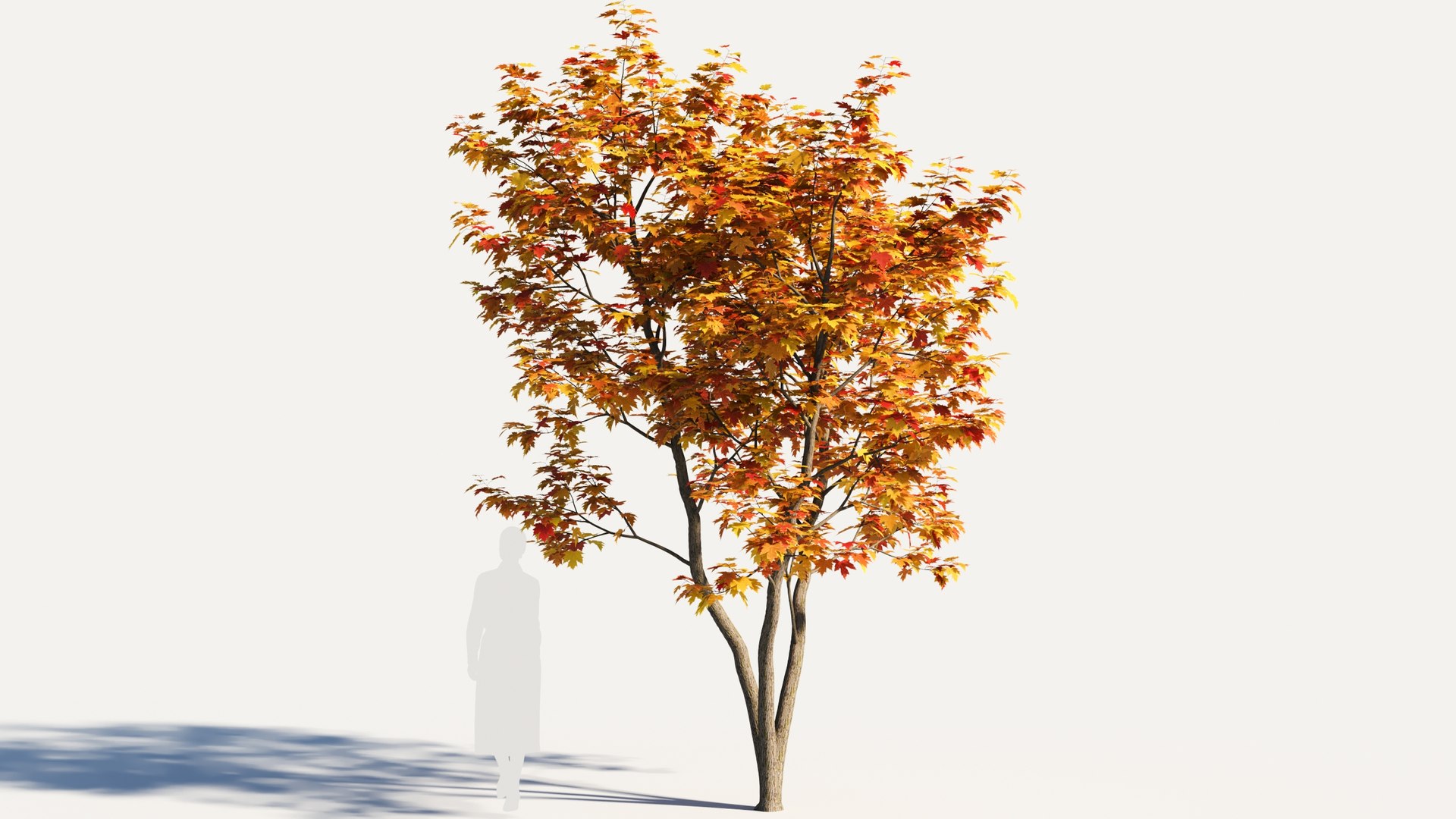 Acer x freemanii-5 3D model https://p.turbosquid.com/ts-thumb/z0/79Std1/RA/acerxfreemanii_9_59/jpg/1684401344/1920x1080/fit_q87/4e27102895f5243084c4368a8ccd85f72e9ff0db/acerxfreemanii_9_59.jpg