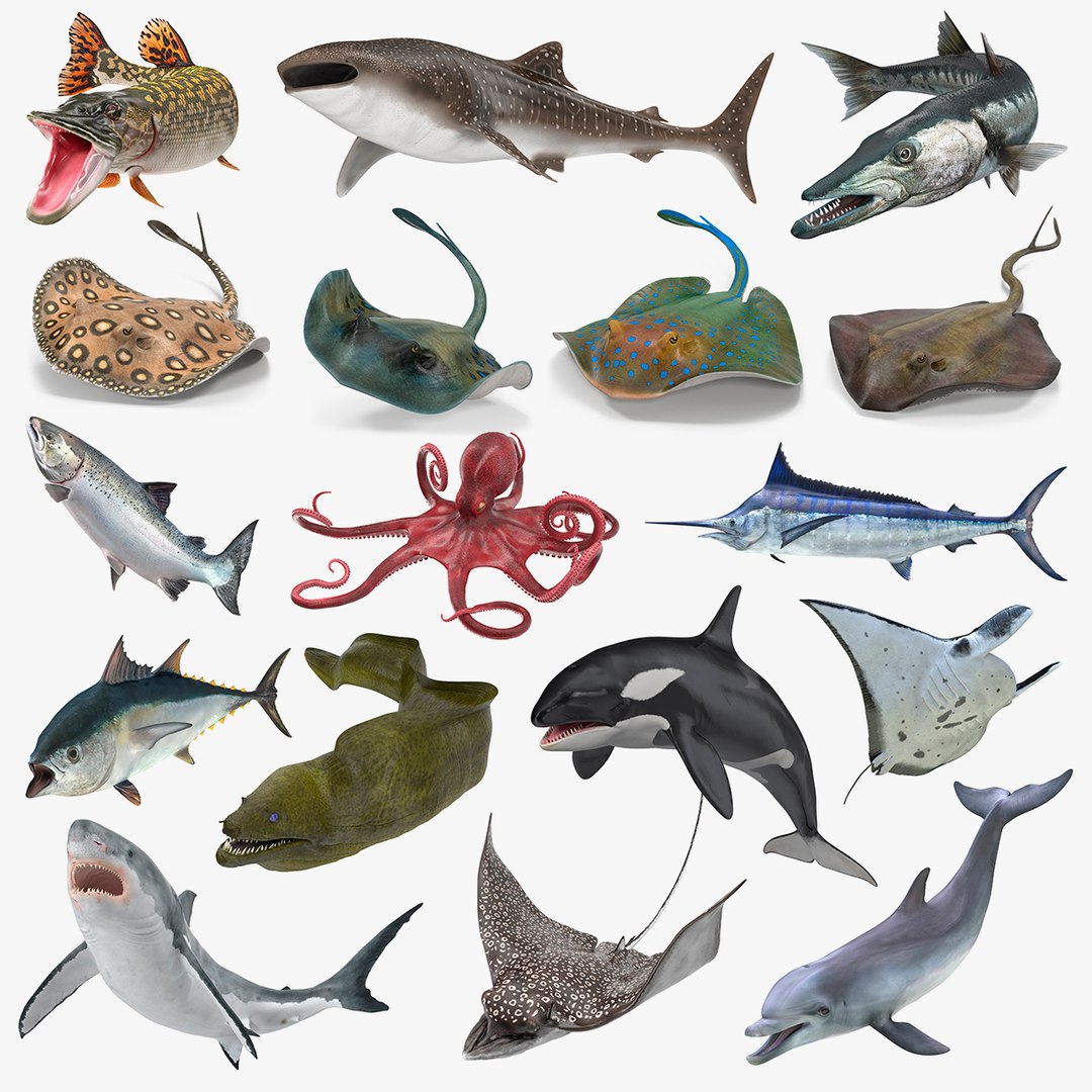 Rigged Fishes Collection 5 3D model preview