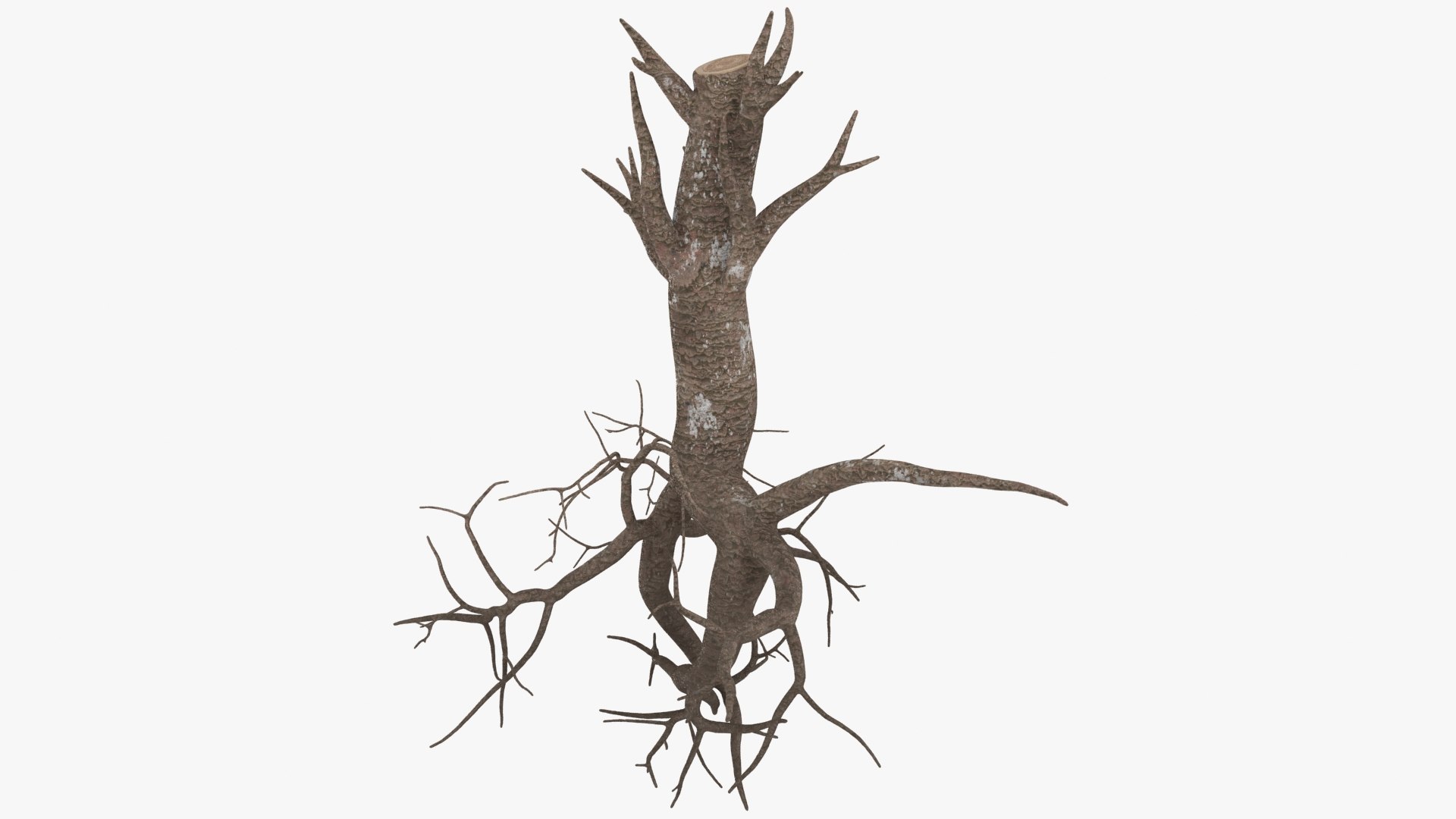 Tree Root 03 3D - TurboSquid 2148518