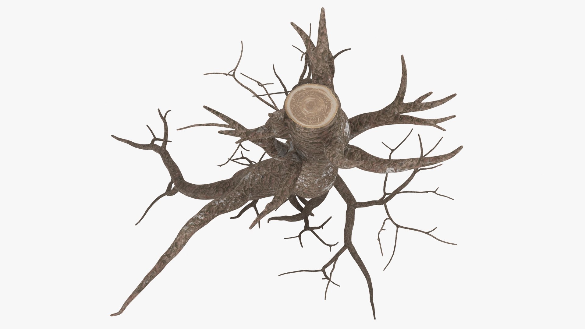 Tree Root 03 3D - TurboSquid 2148518