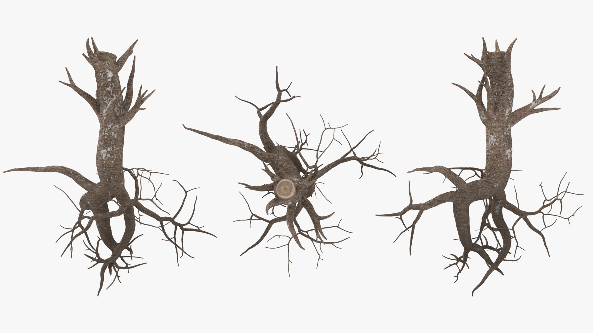 Tree Root 03 3D - TurboSquid 2148518