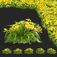 Hemerocallis hybrida Stella De Oro