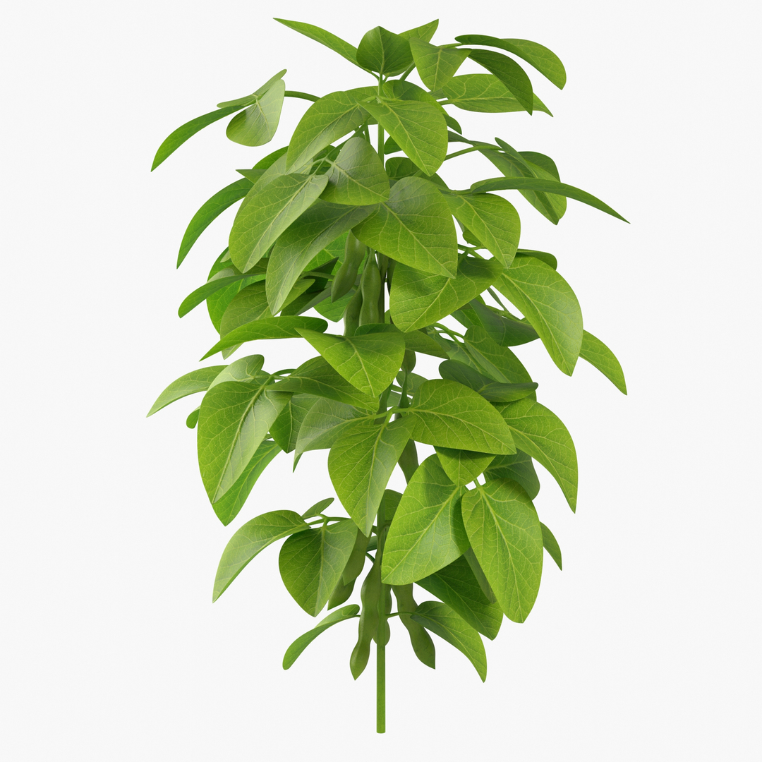 3D Soybean Plant TurboSquid 1609308