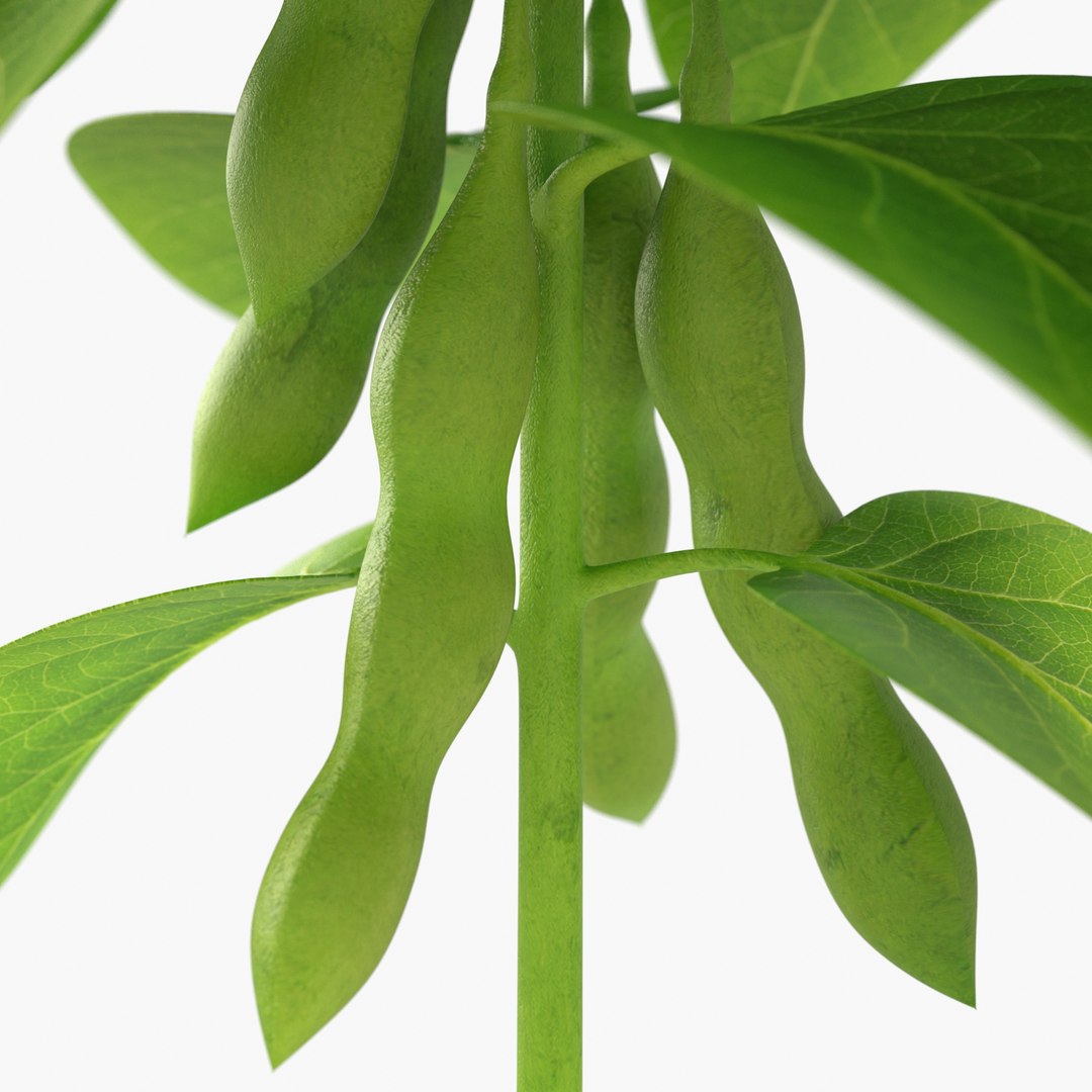 3D soybean plant https://p.turbosquid.com/ts-thumb/z0/fR4AWU/CXcEmh6j/soybean_image05/jpg/1597984814/1920x1080/fit_q87/65a14c0320a580f0b95da1c007d345d237c3a5bb/soybean_image05.jpg