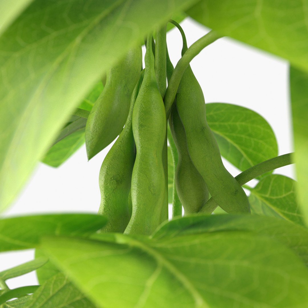 3D soybean plant https://p.turbosquid.com/ts-thumb/z0/fR4AWU/NpWMTz9n/soybean_image03/jpg/1597968316/1920x1080/fit_q87/46e51bdcdbfffeb79e081a5562a51d1ba8818cab/soybean_image03.jpg